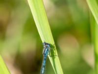 Gemeine Becherjungfer Libelle Männchen